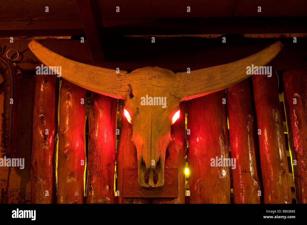 Bull Skull, Australien Stockfoto