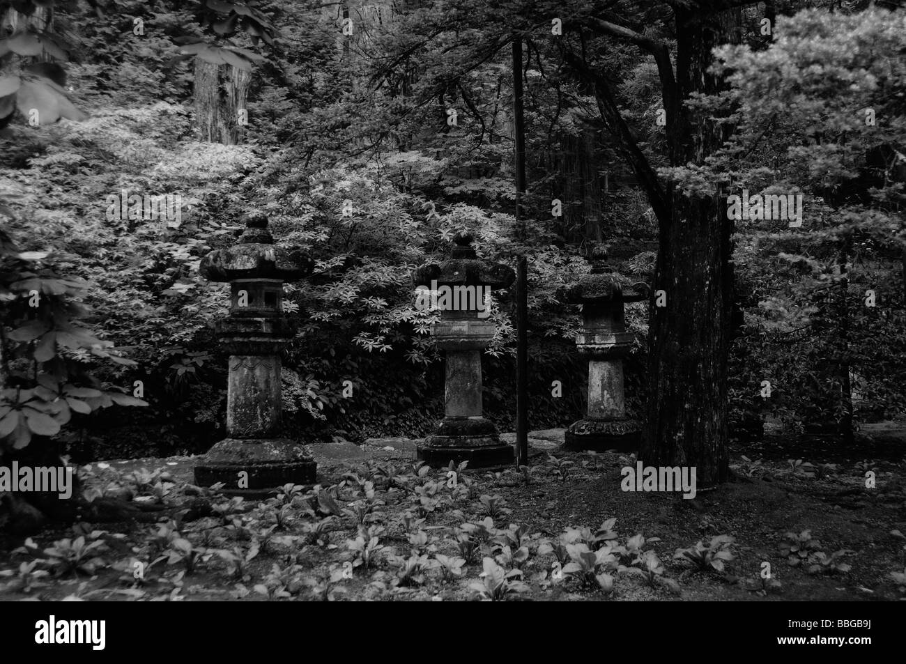 Steinlaternen. Komplexe Taiyuin-Mausoleum. Nikko. Präfektur Tochigi. Japan. Stockfoto