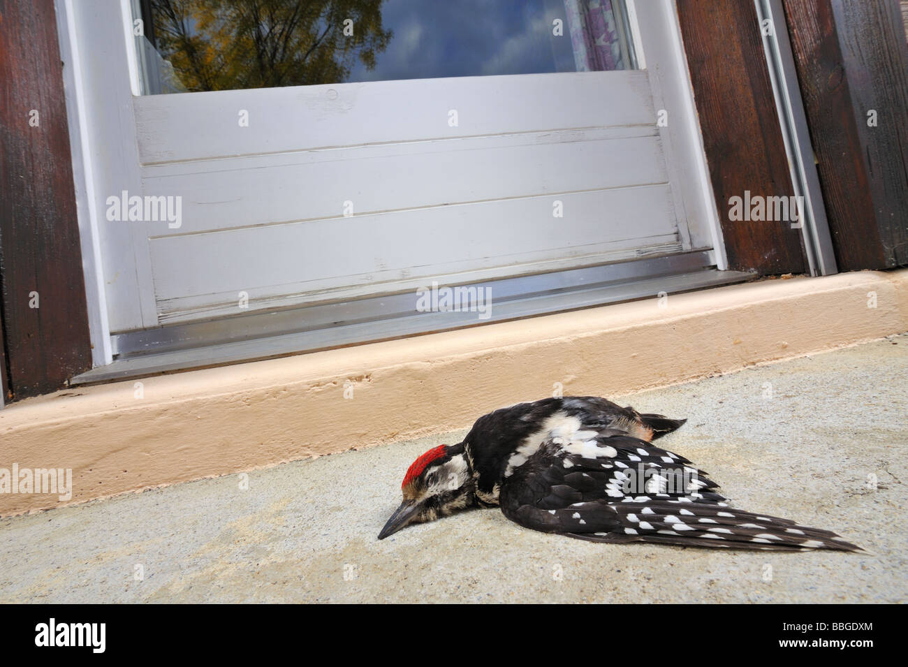 Leiche von einer juvenilen Specht, unter einem Fenster liegen. Stockfoto