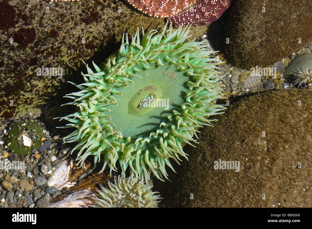 Flut-Pool mit riesigen grünen Seeanemonen (Anthopleura Xanthogrammica), Pazifikküste, Olympic Nationalpark, Washington, USA Stockfoto