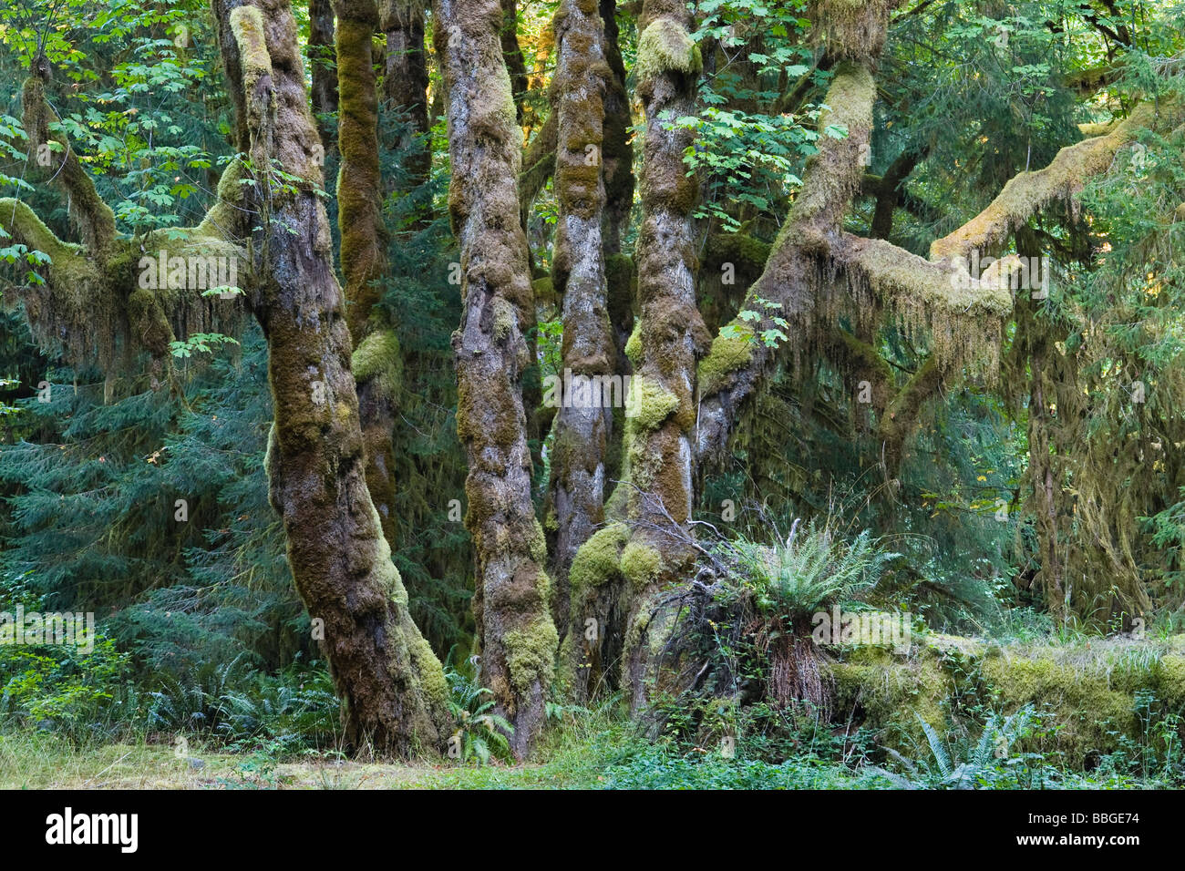 Regenwald, Hoh Regenwald, Olympic Nationalpark, Washington, USA Stockfoto