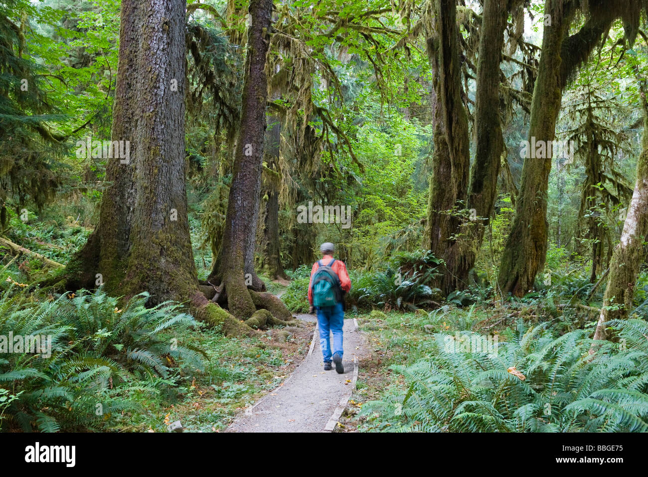 Regenwald, Hoh Regenwald, Olympic Nationalpark, Washington, USA Stockfoto