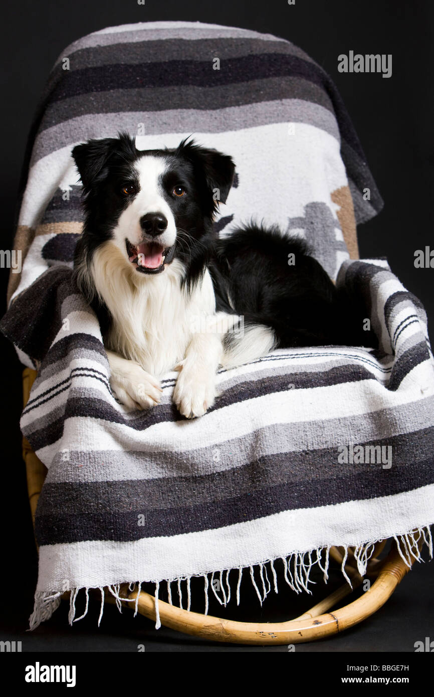 Border-Collie, liegend in einem Schaukelstuhl Stockfoto