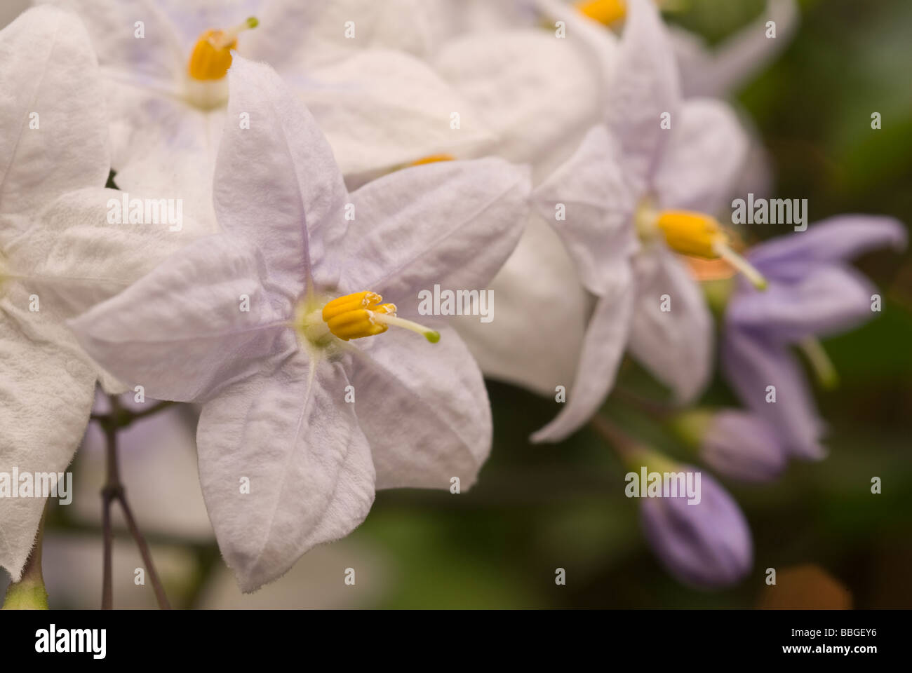 Kartoffel-Rebe (Solanum Jasminoides), Brasilien, Solanaceae Stockfoto