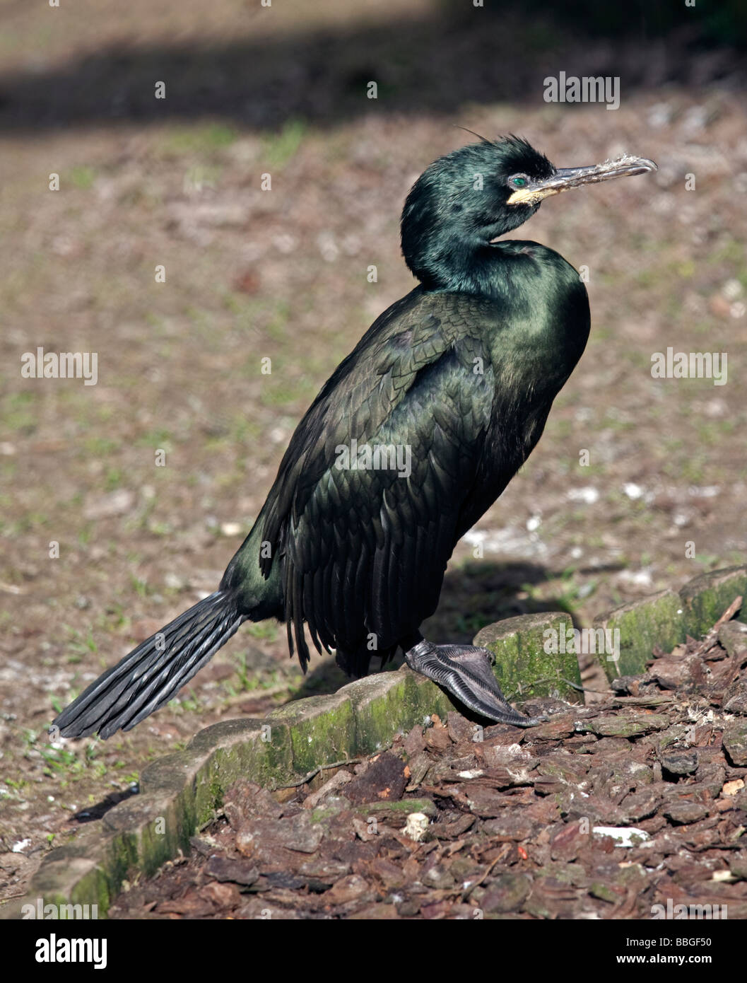Europäische Shag (Phalacrocorax Aristotelis), UK Stockfoto