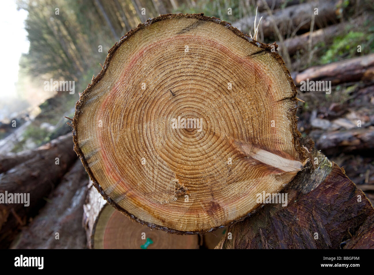 Jahrringe auf geschnittene Protokolle Stockfoto