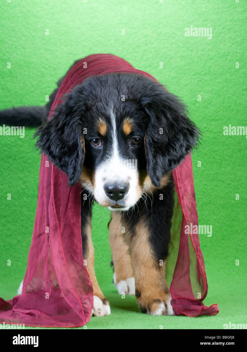 junge Berner Sennenhund tragen einen roten Schal isoliert auf grün Stockfoto