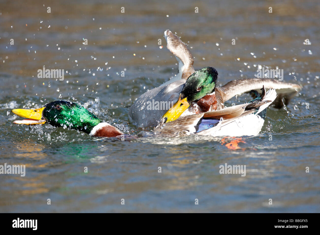 STOCKENTE Anas Platrhynchos DRAKES kämpfen Stockfoto