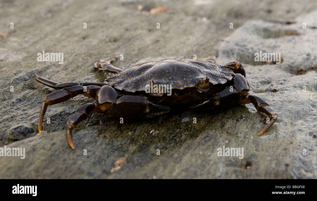 Krabben auf Felsen Stockfoto