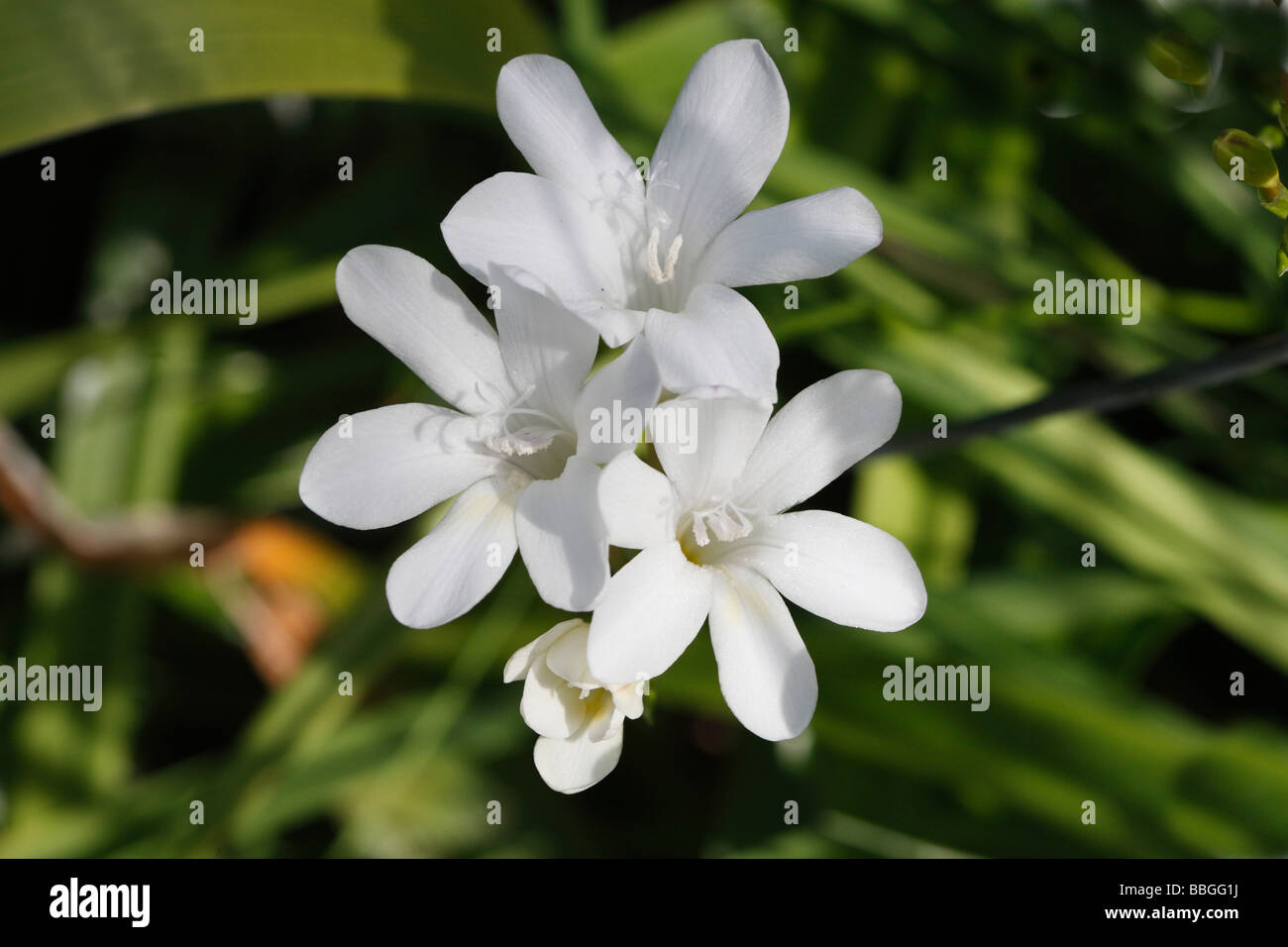 NERINE UNDULATA ALBA NAHAUFNAHME VON BLÜTENSTAND Stockfoto