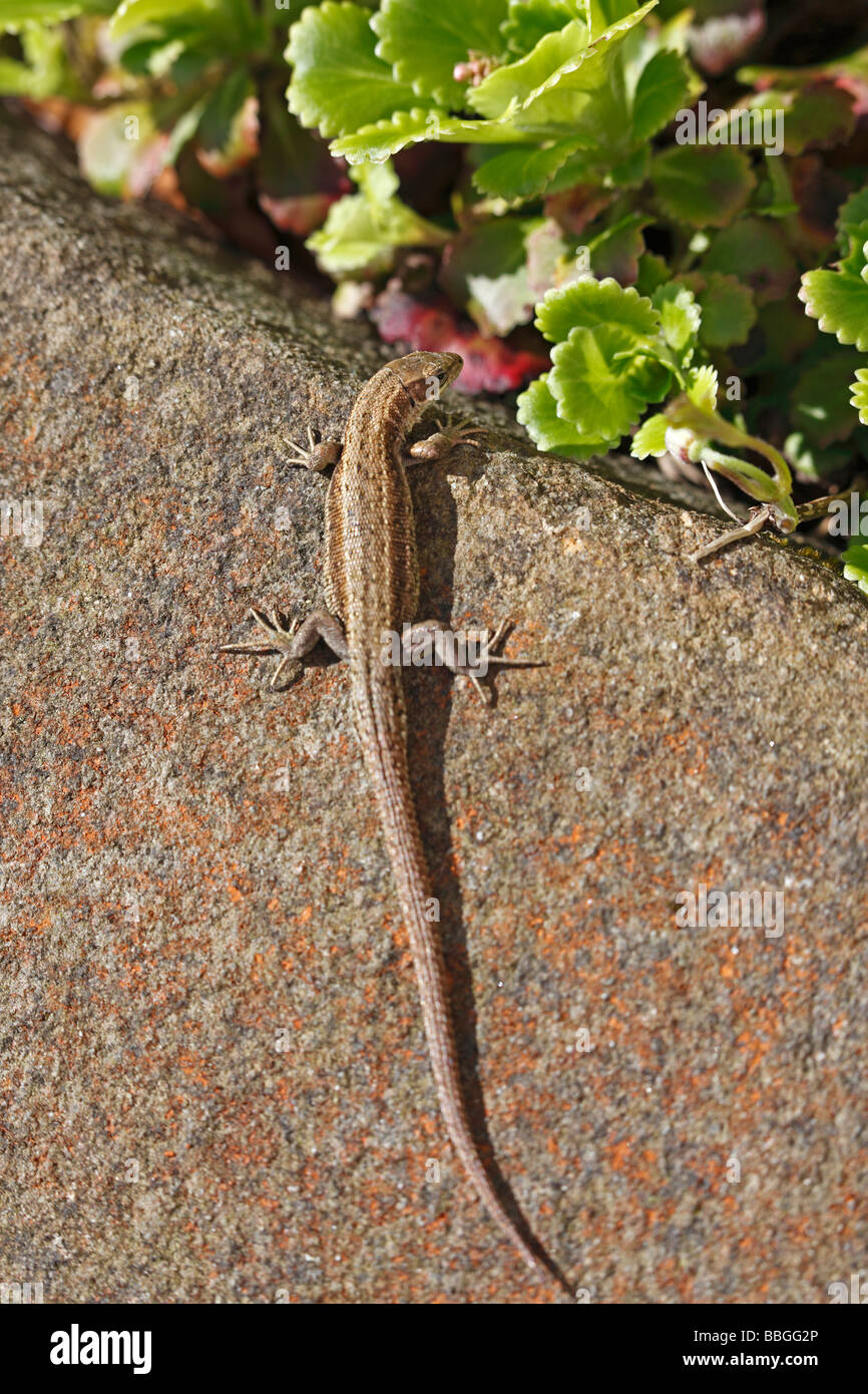 gemeinsame Eidechse Lacerta Vivipara Aalen auf Steingarten Stockfoto