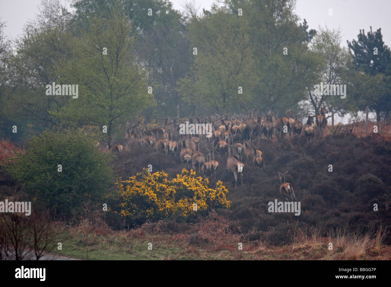 Rothirsch Cervus Elaphus Herde läuft in Zaun in Dunwich Heide Stockfoto