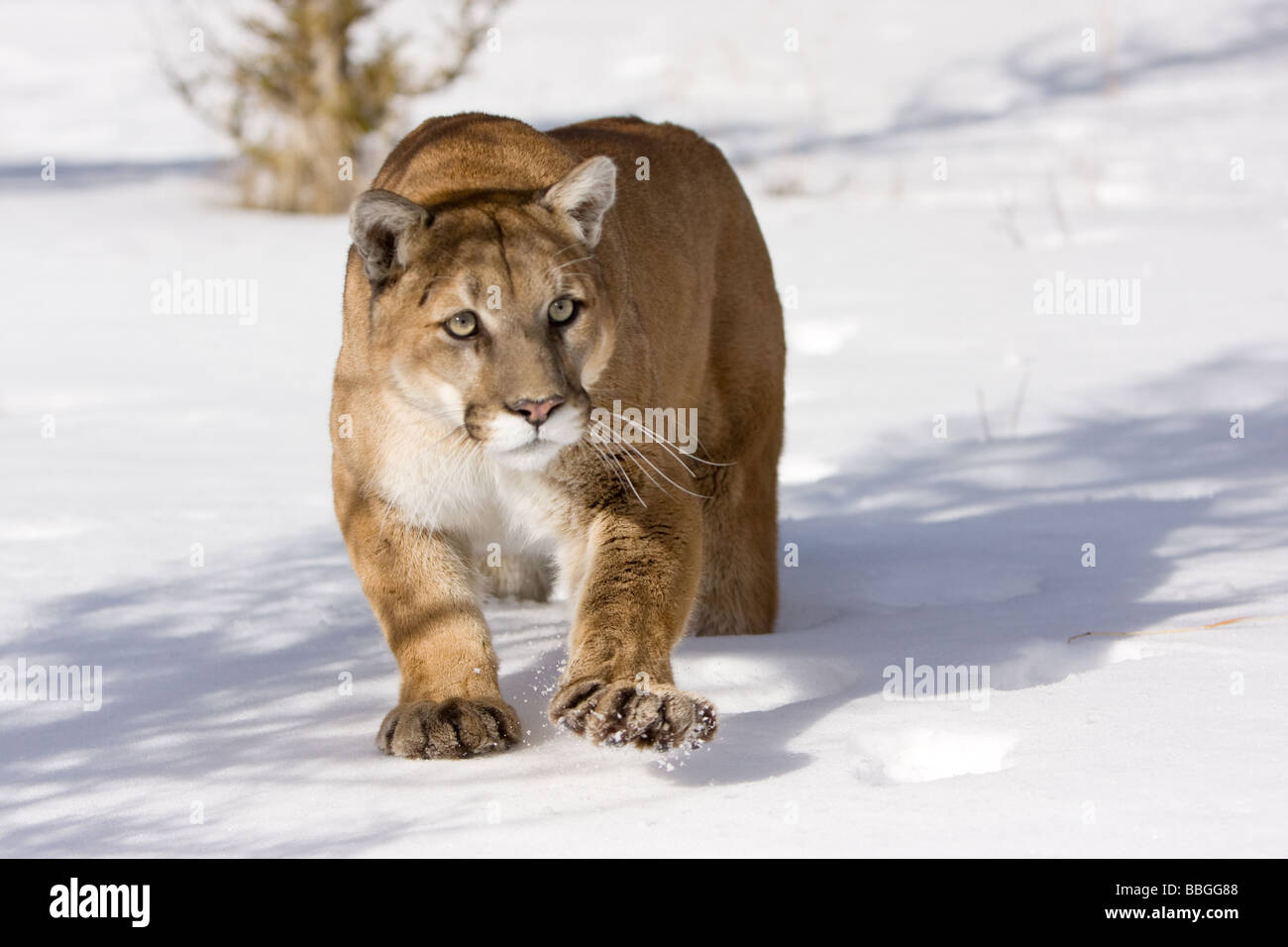 Puma, Puma, Puma, im Schnee Stockfotografie - Alamy