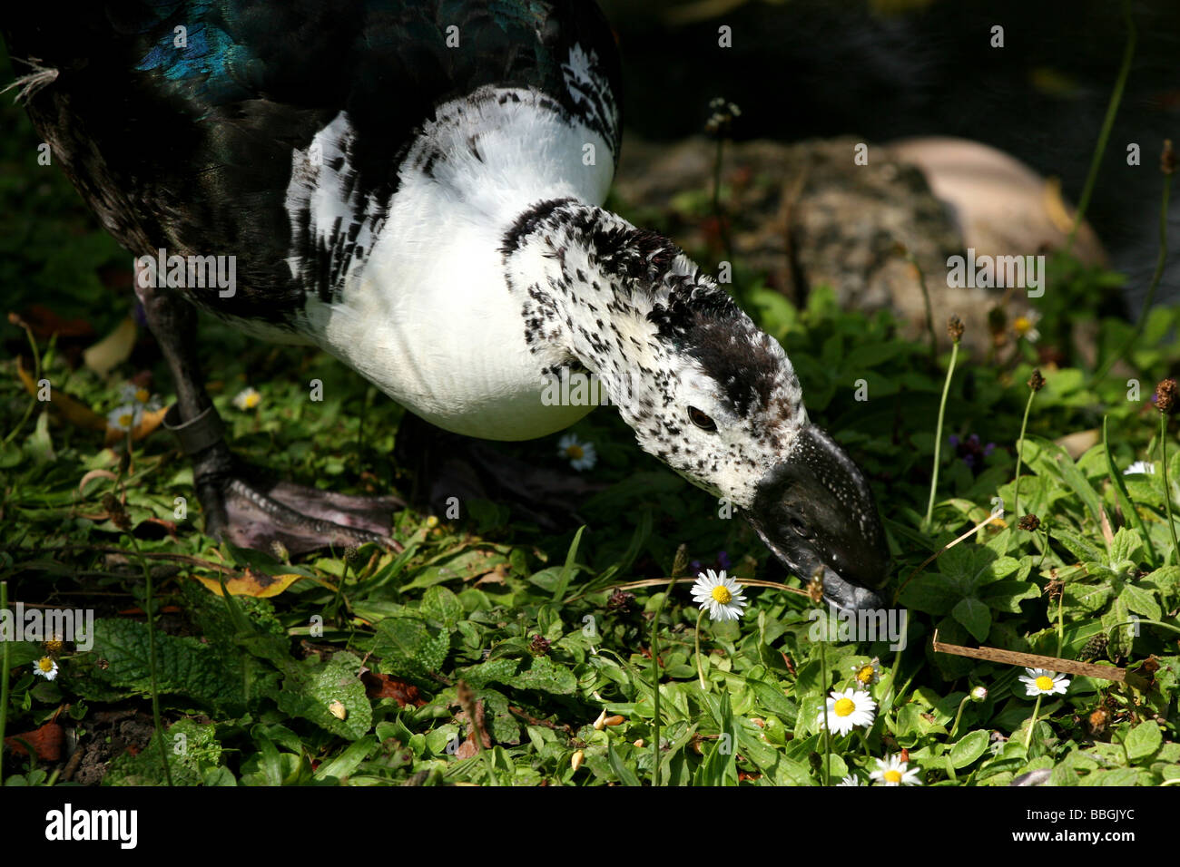 Bird in WWT nationalen Feuchtgebiete Centre Wales Stockfoto