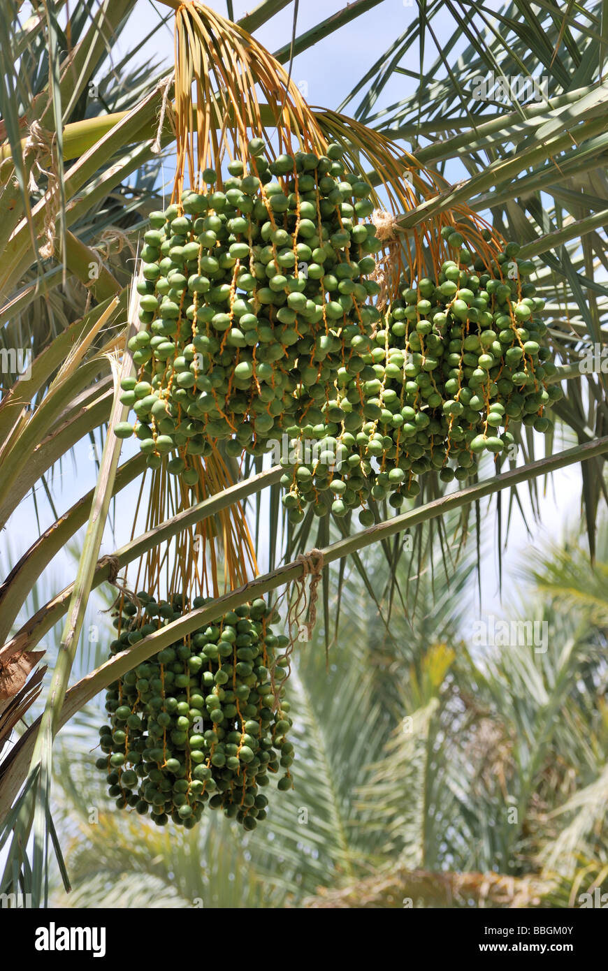 Termine in einer Palme in der Palmenoase Arboretum wachsen auf dem Bauernhof thermische CA Stockfoto