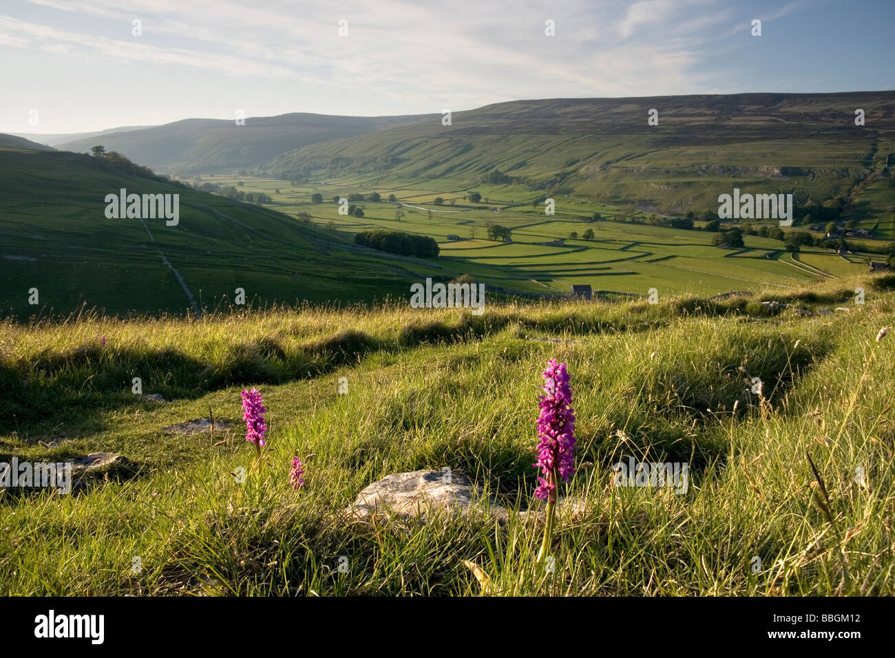 Wilde Blumen wachsen durch den Pfad auf den Fjälls oben Arncliffe in Littondale, Yorkshire Dales, UK Stockfoto