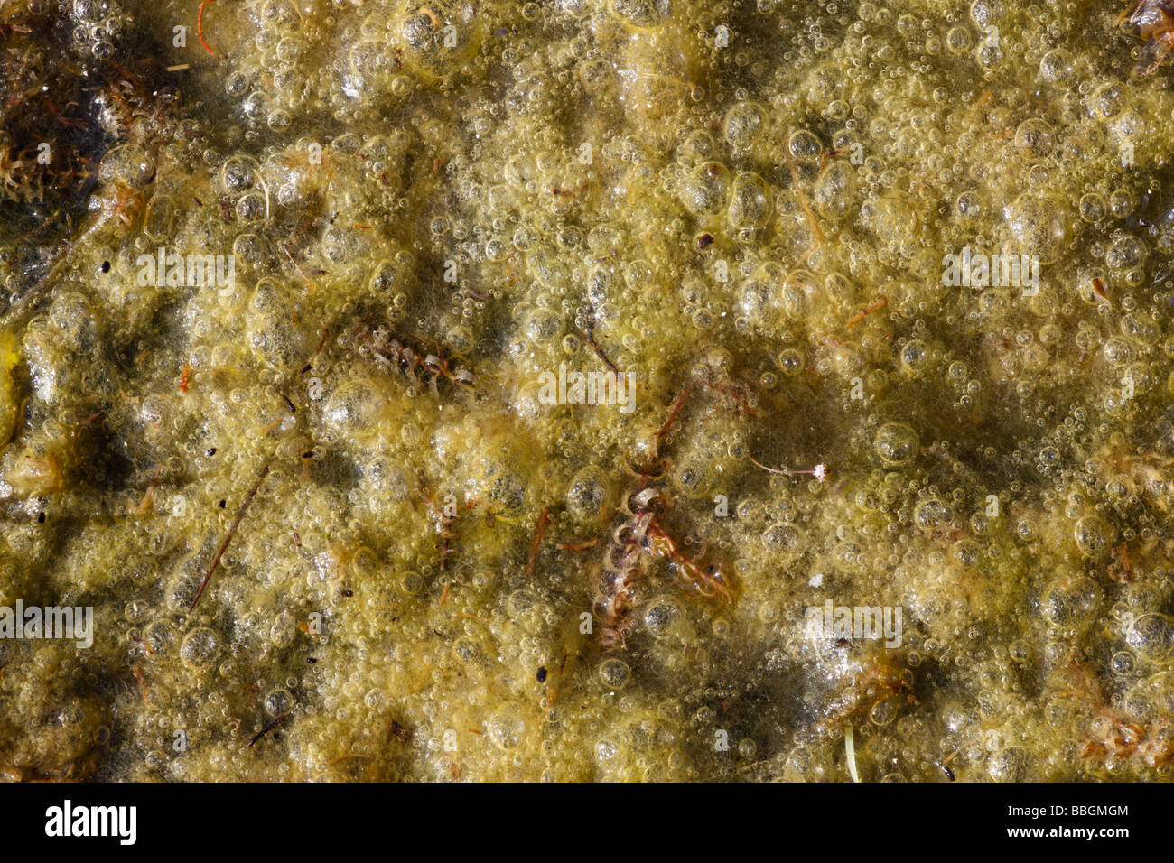 Decke-Weed Stockfoto