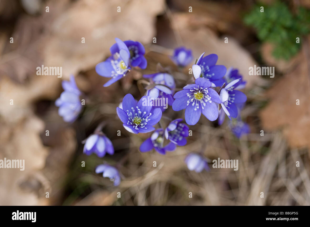 blaue Anemone Blumen, Hepatica Nobilis. Stockfoto