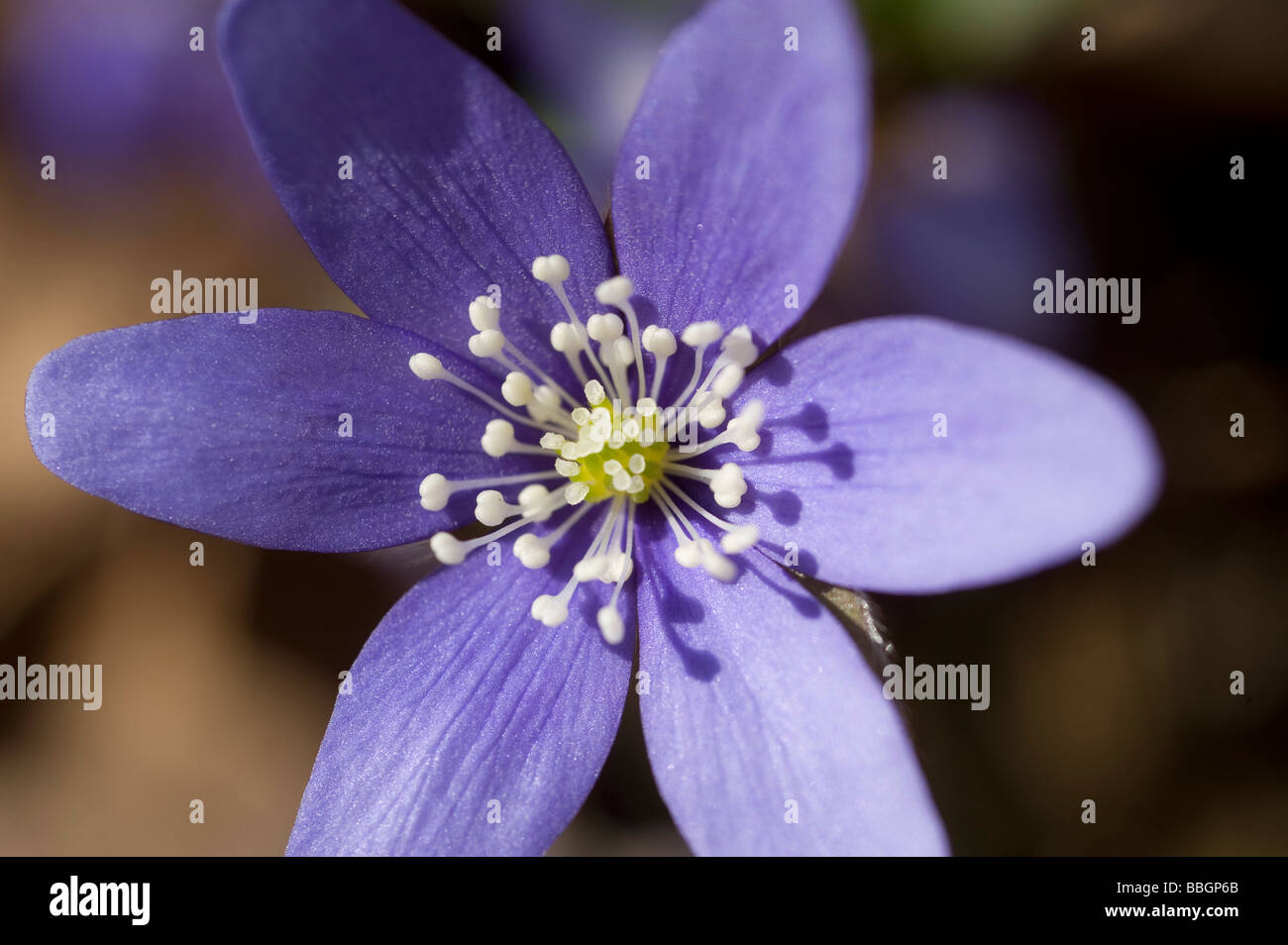 blaue Anemone Blumen, Hepatica Nobilis. Stockfoto