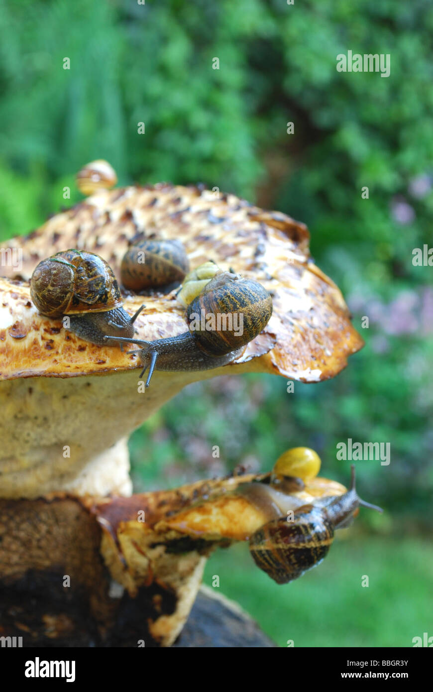 Schnecken auf die Pilze Stockfoto