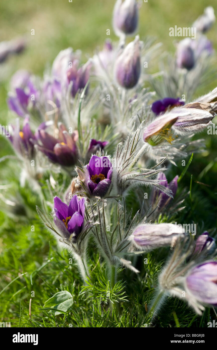 Wilde Kuhschelle auf einer Wiese (Anemone Pulsatilla) Stockfoto