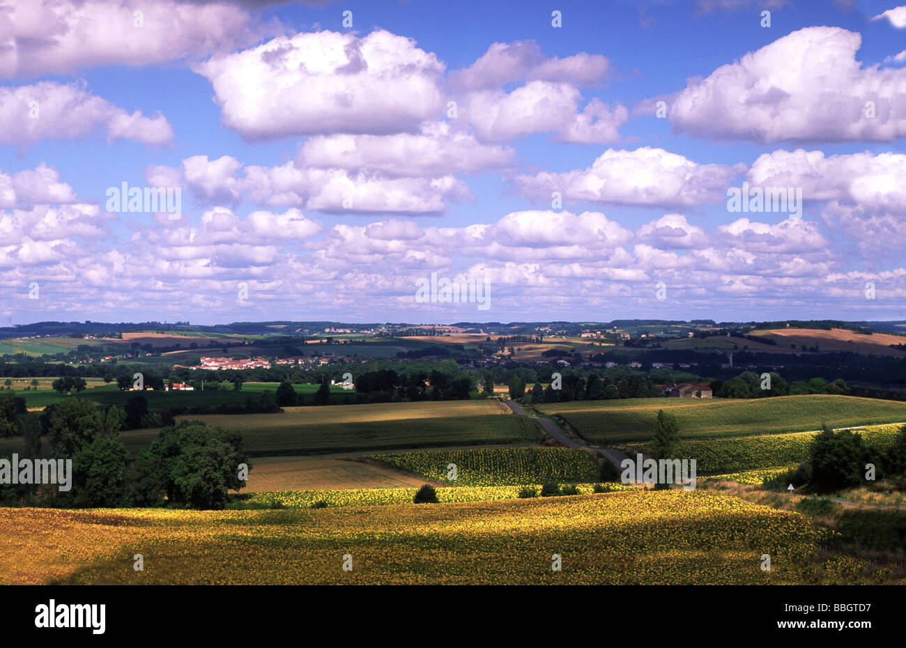 Frankreich; Landwirtschaft; Sonnenblumen in der Nähe von Valence Sur Baise, Dept. Gers; Südwest-Frankreich; Stockfoto