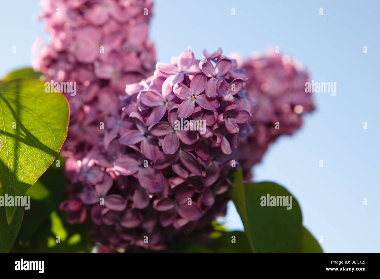 Gemeinsamen Flieder "Réaumur" (Syringa Vulgaris) Stockfoto