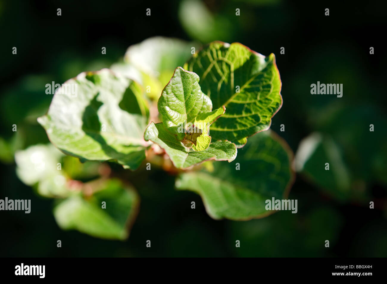 Japanischer Staudenknöterich (Fallopia Japonica) Stockfoto