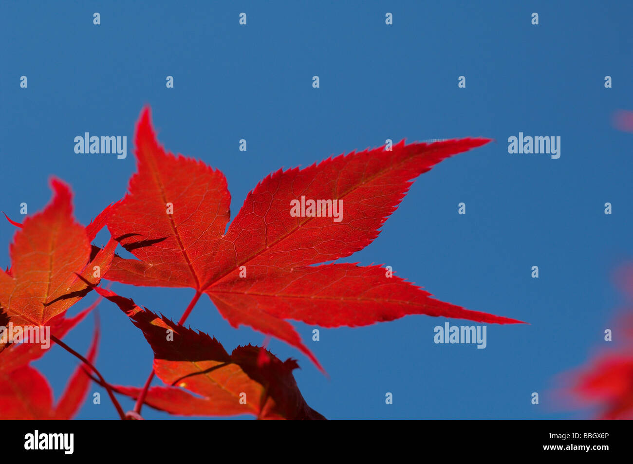 Acer Palmatum oder japanischer Ahorn Stockfoto
