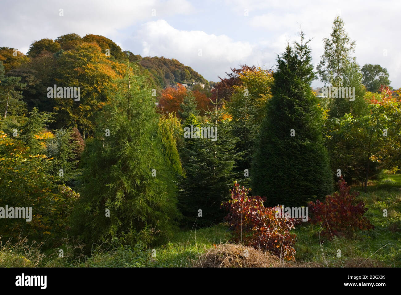 Herbstfärbung in Mischwald am Birchover im Peak District in Derbyshire Stockfoto