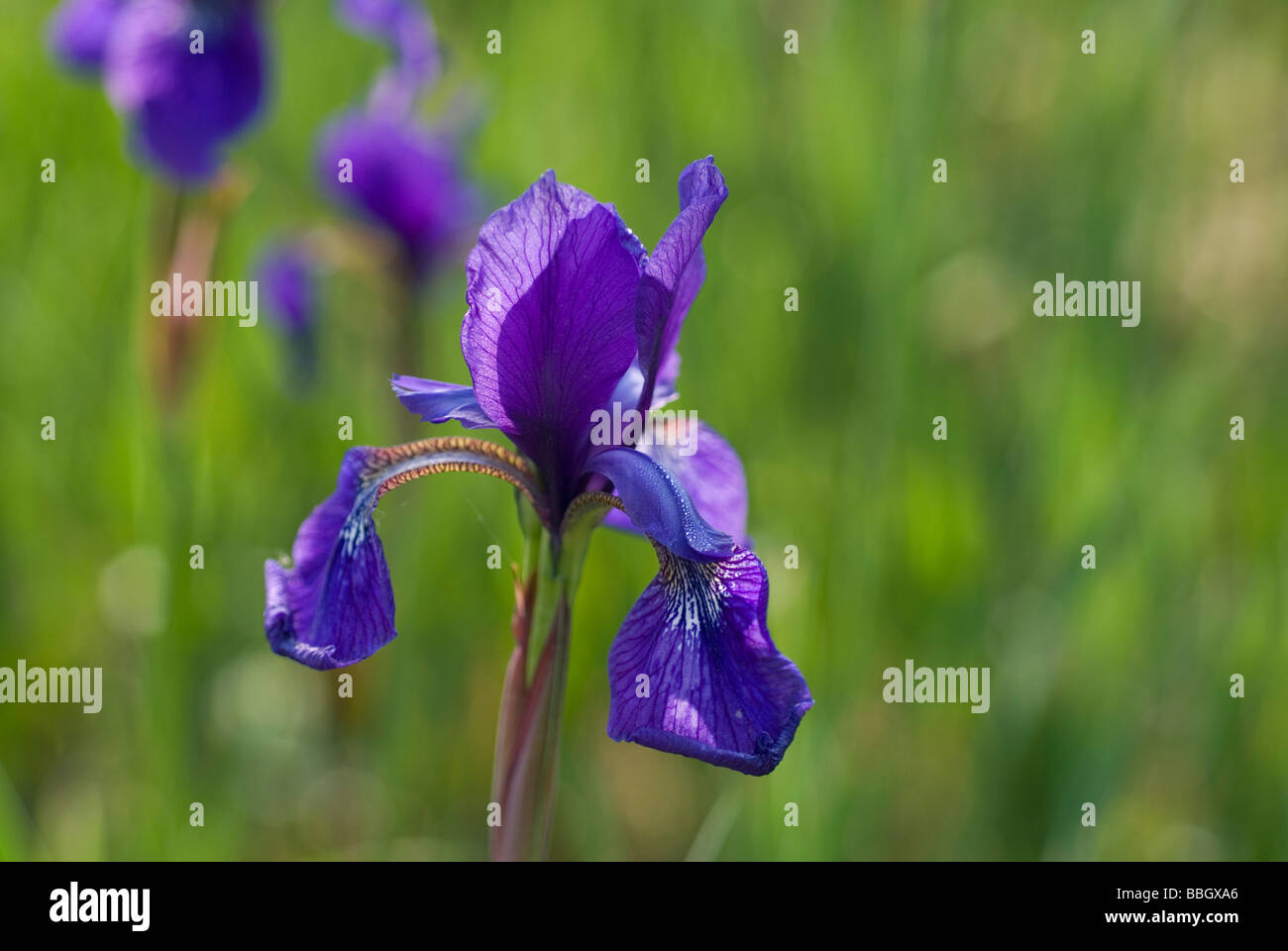 Lily Iris SP., Iridaceae Stockfoto