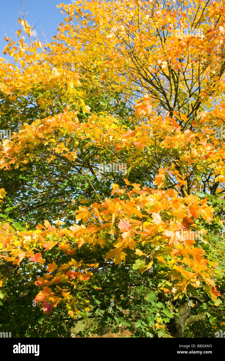 Anzeige der Herbst Farbe am Birchover im Peak District in Derbyshire Stockfoto