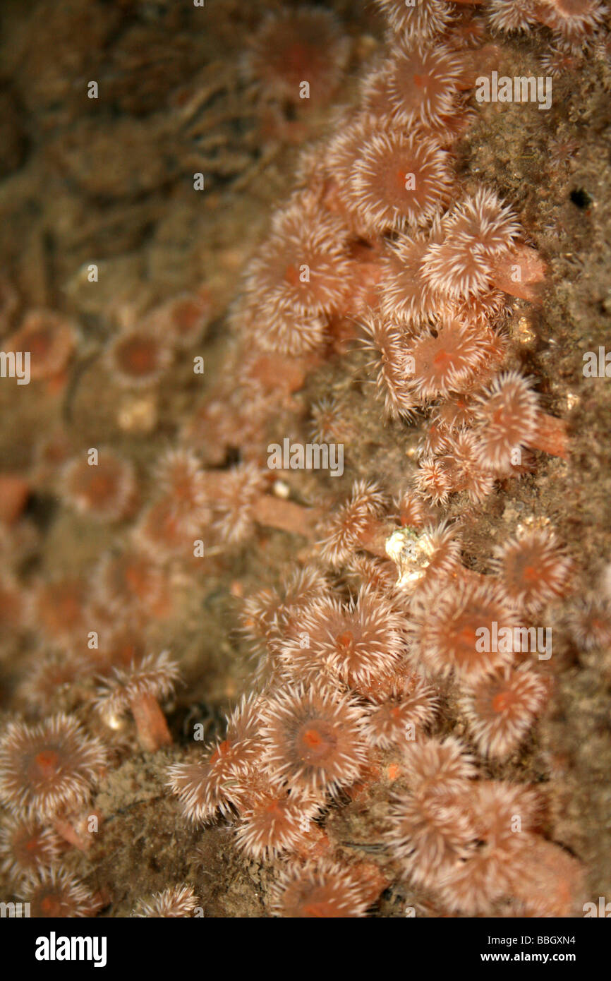 Seeanemonen Sagartia Elegans im Rockpool in New Brighton, Wallasey, The Wirral, Merseyside, Großbritannien Stockfoto