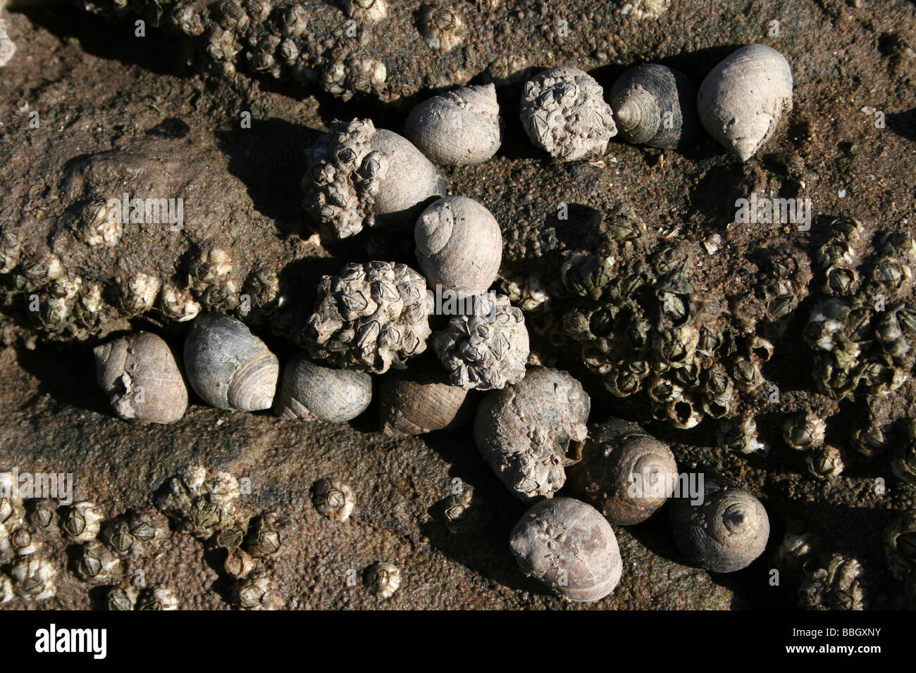 Gemeinsamen Strandschnecke Littorina bei auf Felsen in Hilbre Island, The Wirral, Merseyside, UK Stockfoto