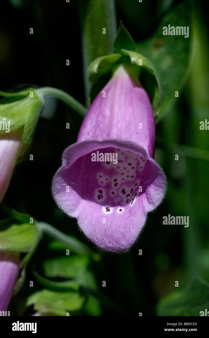 Fingerhut Blume Digitalis purpurea Stockfoto
