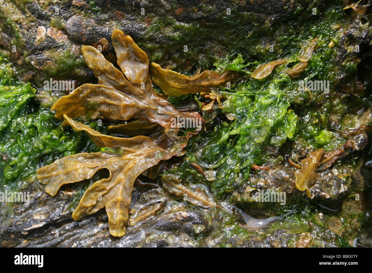 Braune Algen und Gutweed Enteromorpha Intestinalis am Meeresufer Felsen. Aufgenommen in New Brighton, Wirral, Merseyside, Großbritannien Stockfoto
