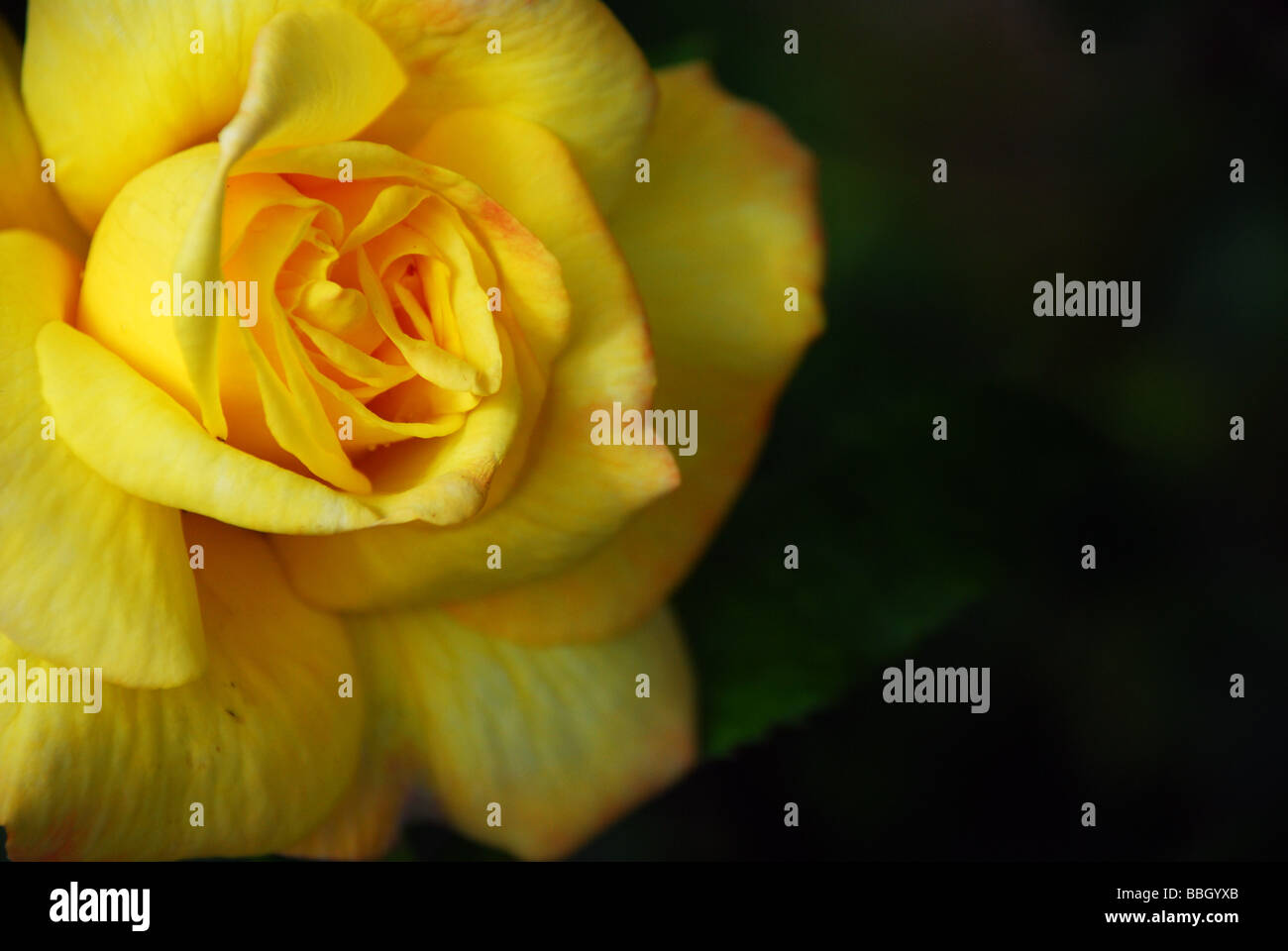 Gelbe Rose mit grünem Hintergrund Stockfoto
