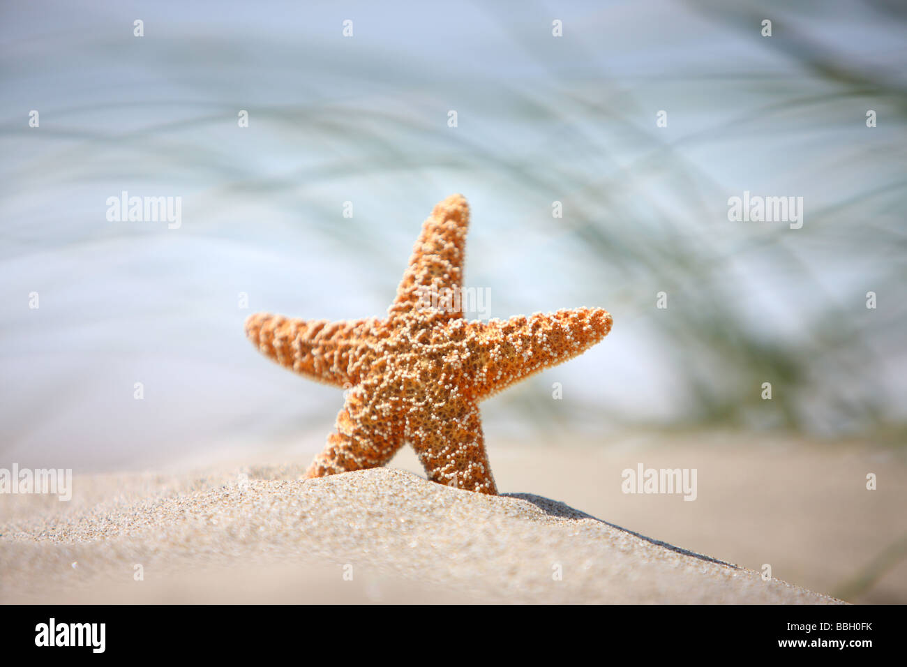 Seestern in Sand mit Wind geblasen Rasen im Hintergrund Stockfoto