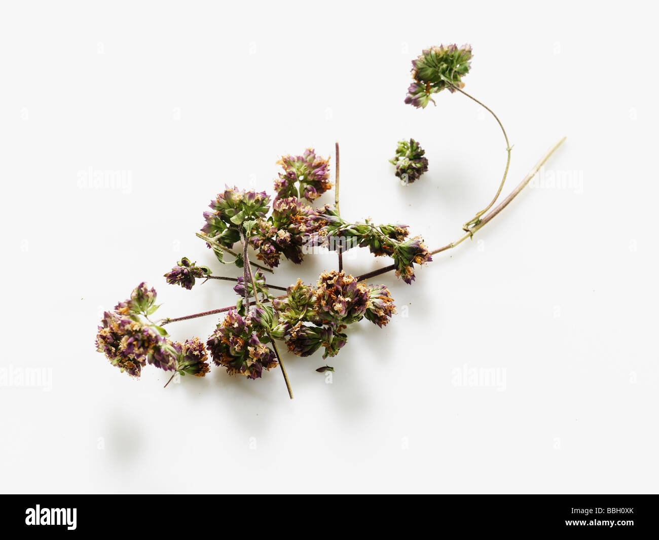 Blühender Oregano auf ein weißes Studio-Hintergrund Stockfoto