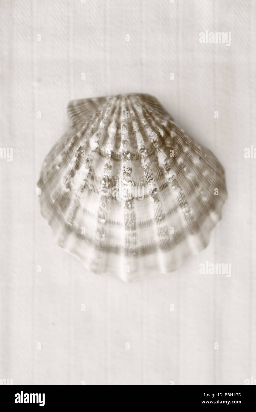 Schwarz / weiß Bild von Shell auf Leinen Hintergrund Stockfoto