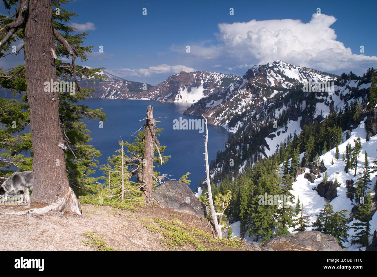 Crater Lake Nationalpark Oregon Stockfoto