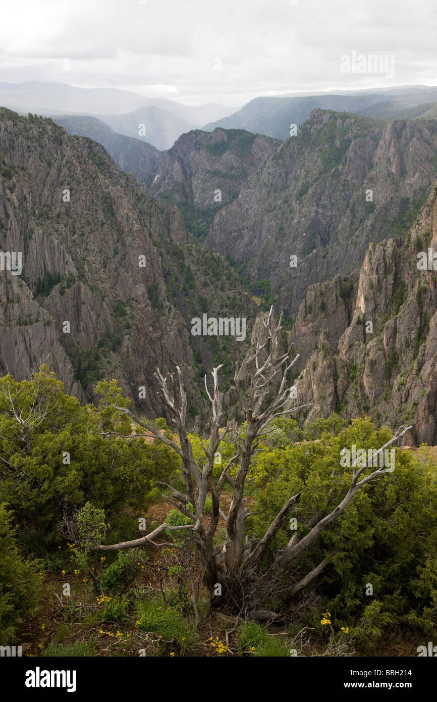 Blick vom Tomichi Punkt Black Canyon des Gunnison National Park Colorado USA Stockfoto