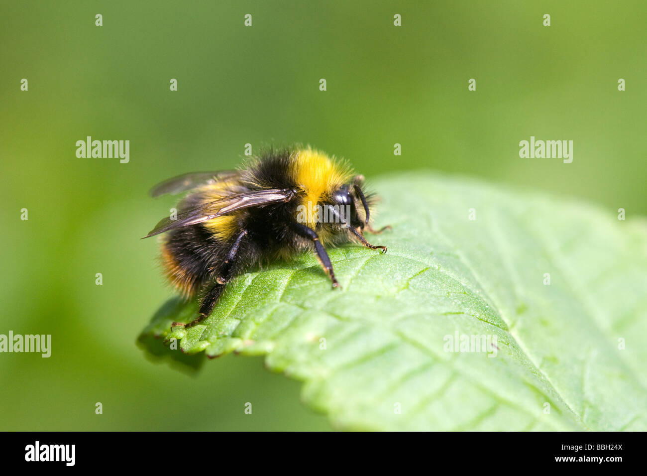 Bumble Bee Bombus Terrestris ruht auf einem Blatt Stockfoto