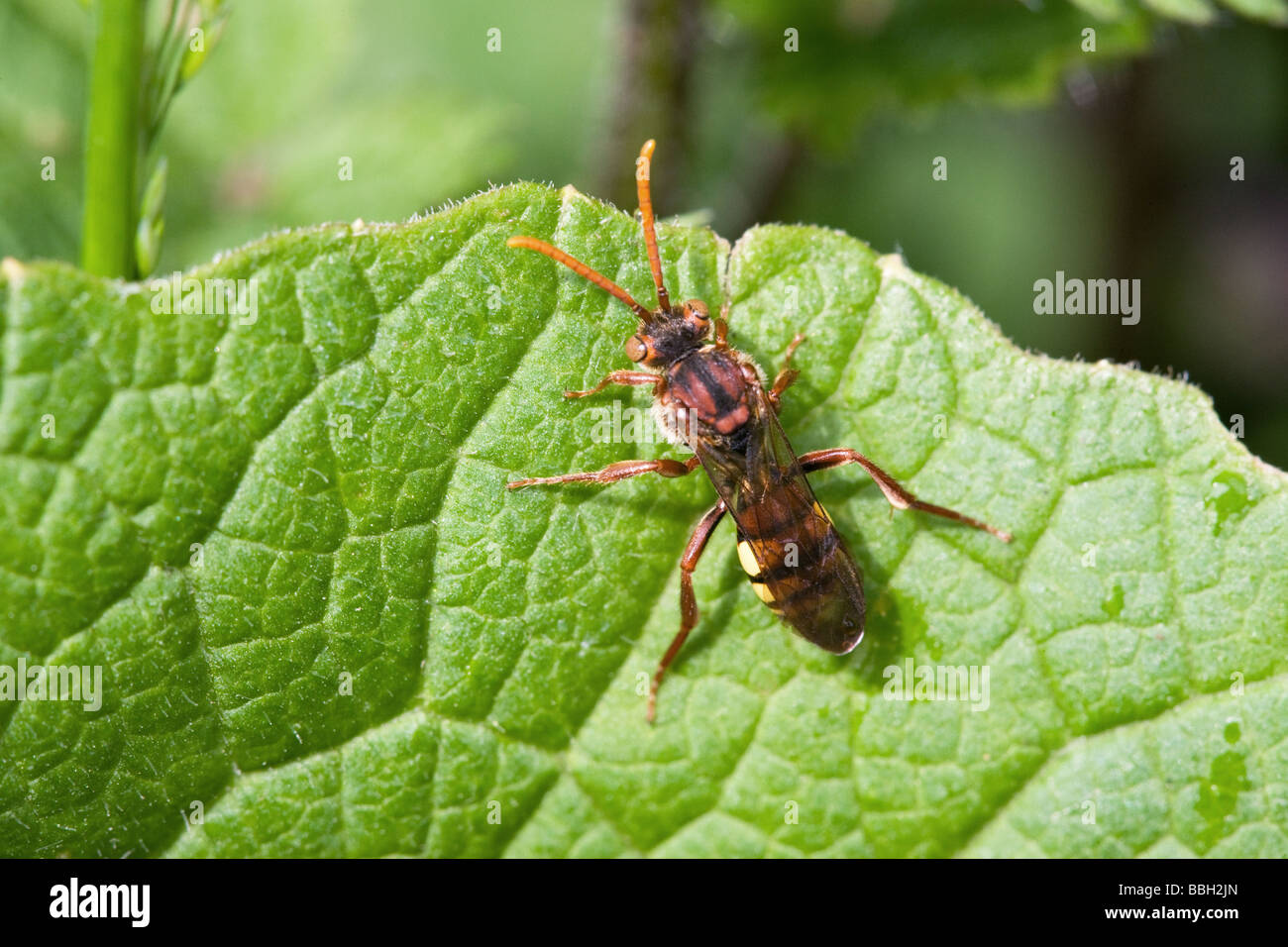 Kuckuck Bee Nomada Flava ruht auf einem Blatt Stockfoto