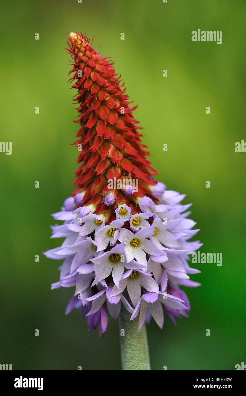 Glühenden Poker Primel (Primula Vialii) Stockfoto