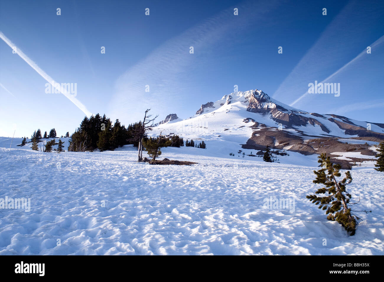 Waldgrenze Schnee Feld Mount Hood, Oregon Cascade Mountains Stockfoto