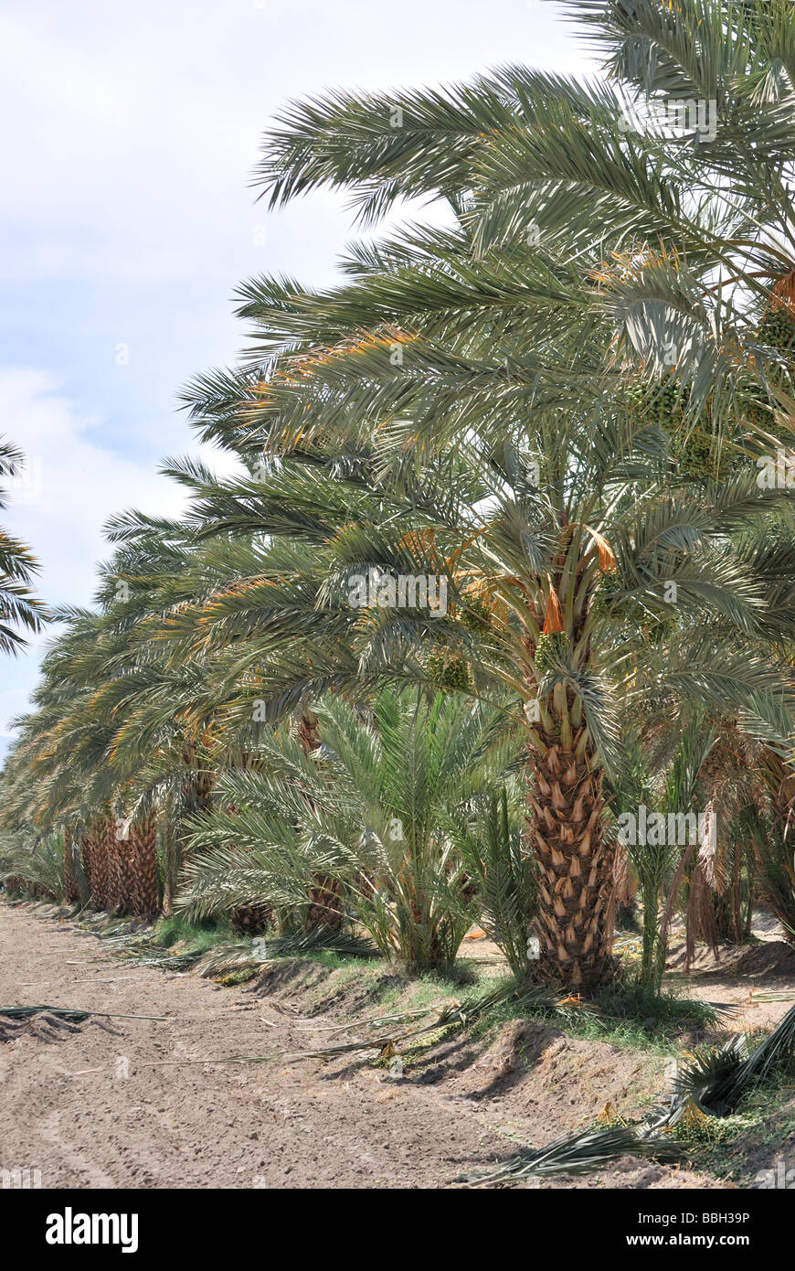 Dattelpalmen auf die Palmenoase Arboretum Dattelpalme Bauernhof thermische CA Stockfoto