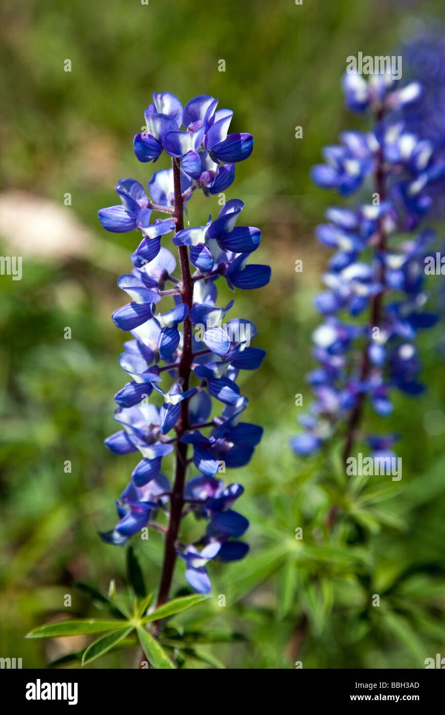 Wilde mehrjährige Lupinen Lupinus Perennis in Rock Point Black Canyon des Gunnison National Park Colorado USA Stockfoto