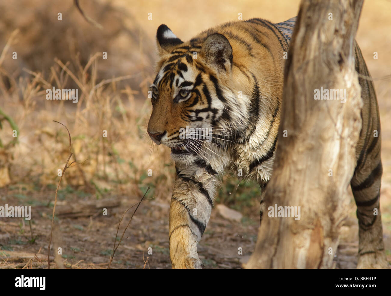 Bengalischer Tiger (Panthera tigris tigris), der durch den Busch stielt. Ranthambore National Park, Indien Stockfoto