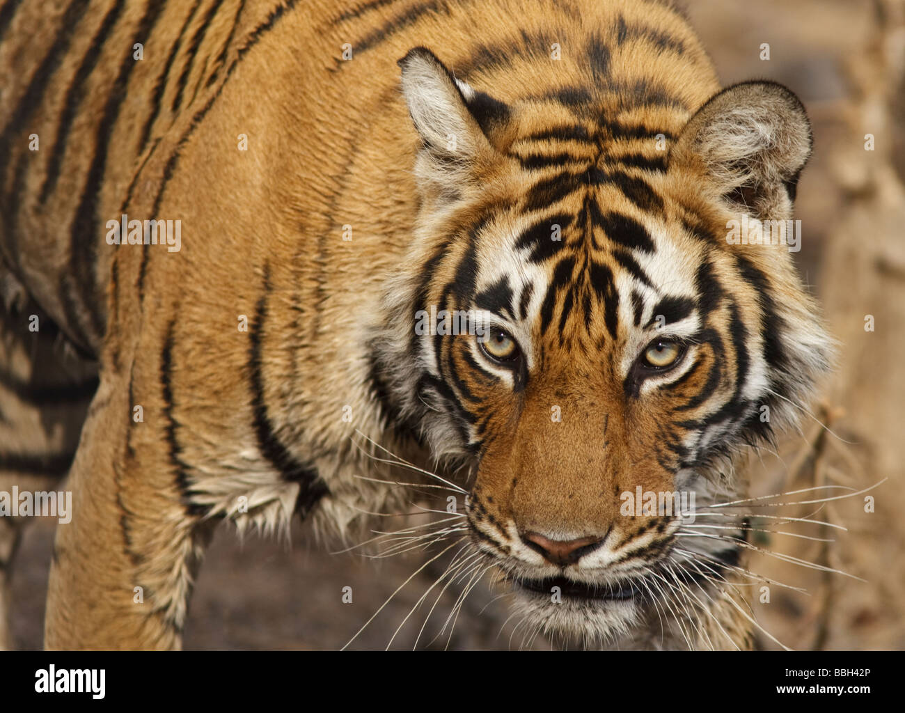 Bengalischer Tiger (Panthera tigris tigris), der durch den Busch stielt. Ranthambore National Park, Indien Stockfoto